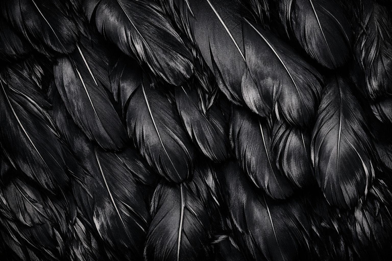 Boas y Plumas